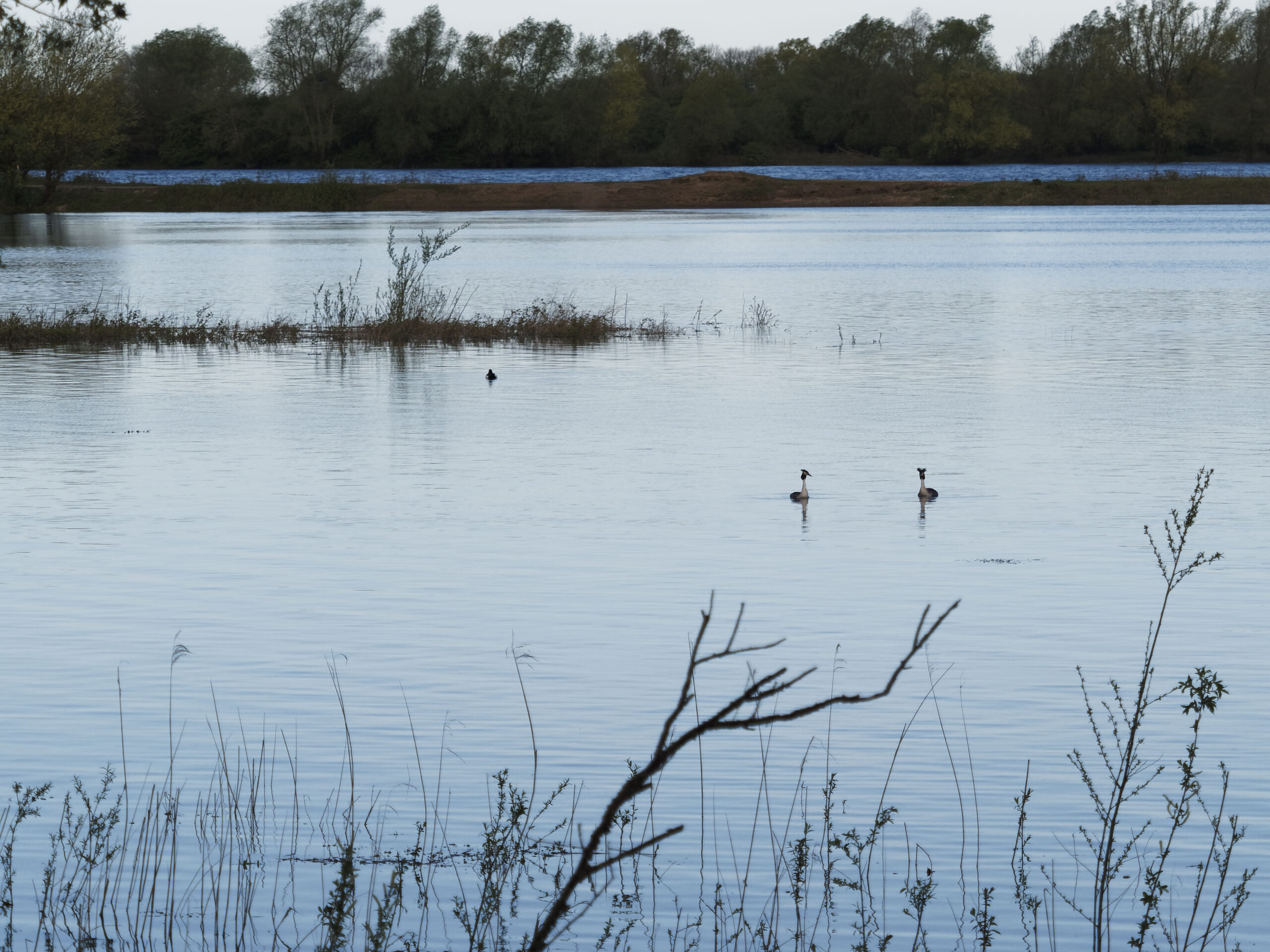 KNNV Nijmegen | Vogelwandeling in de Millingerdwaard