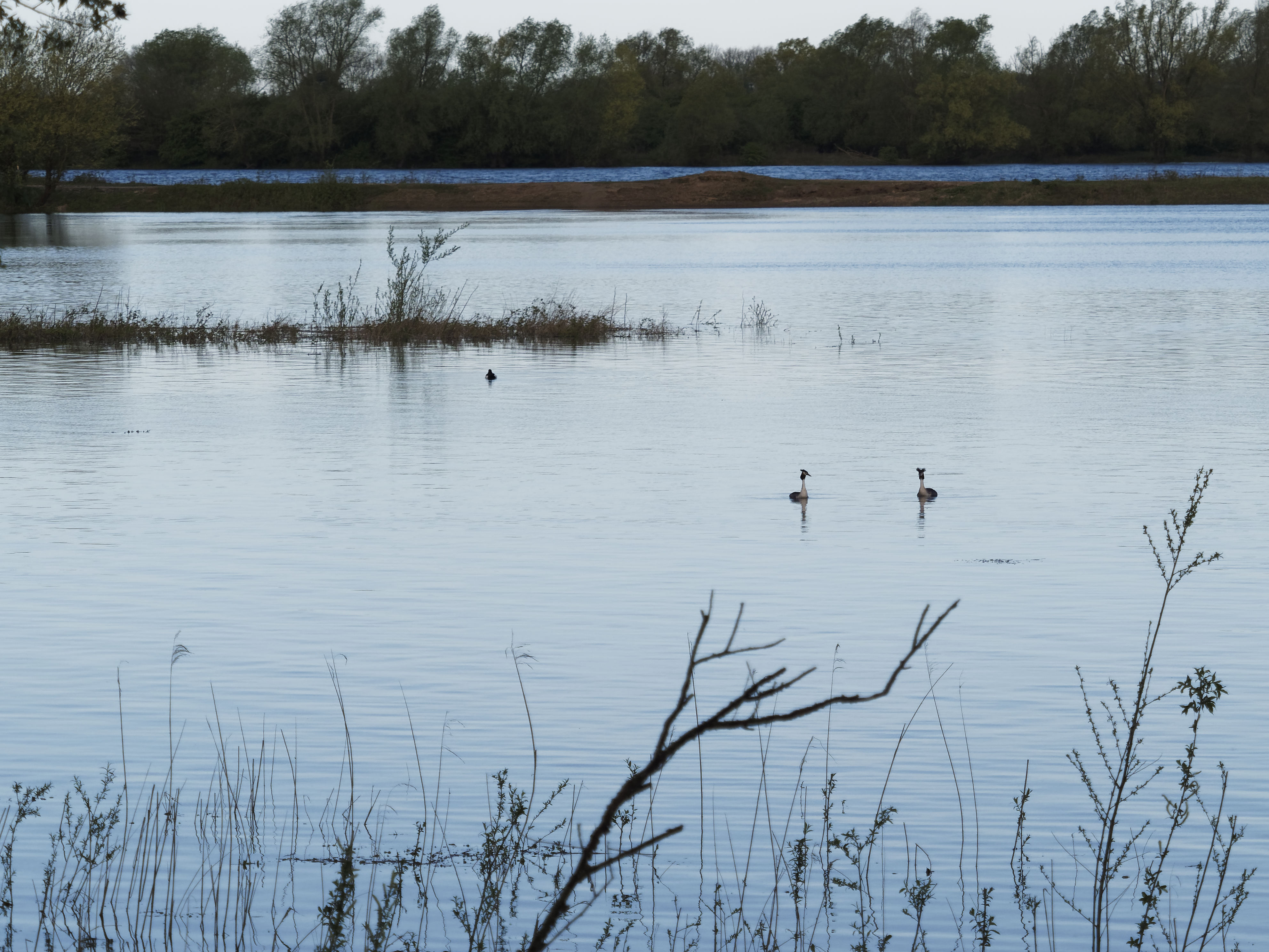 KNNV Nijmegen | Vogelwandeling in de Millingerdwaard