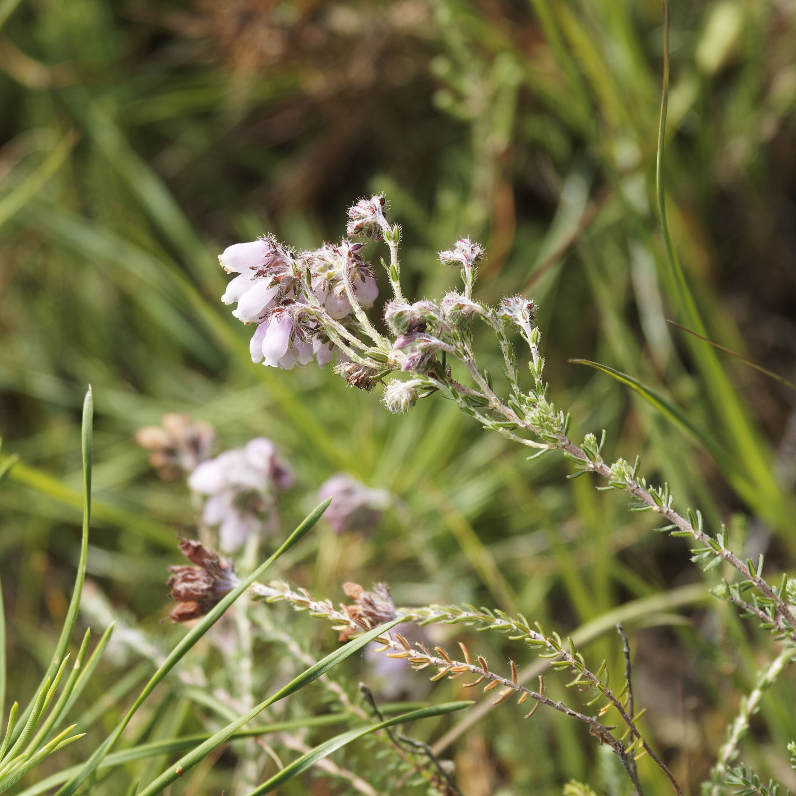 Genneper heide