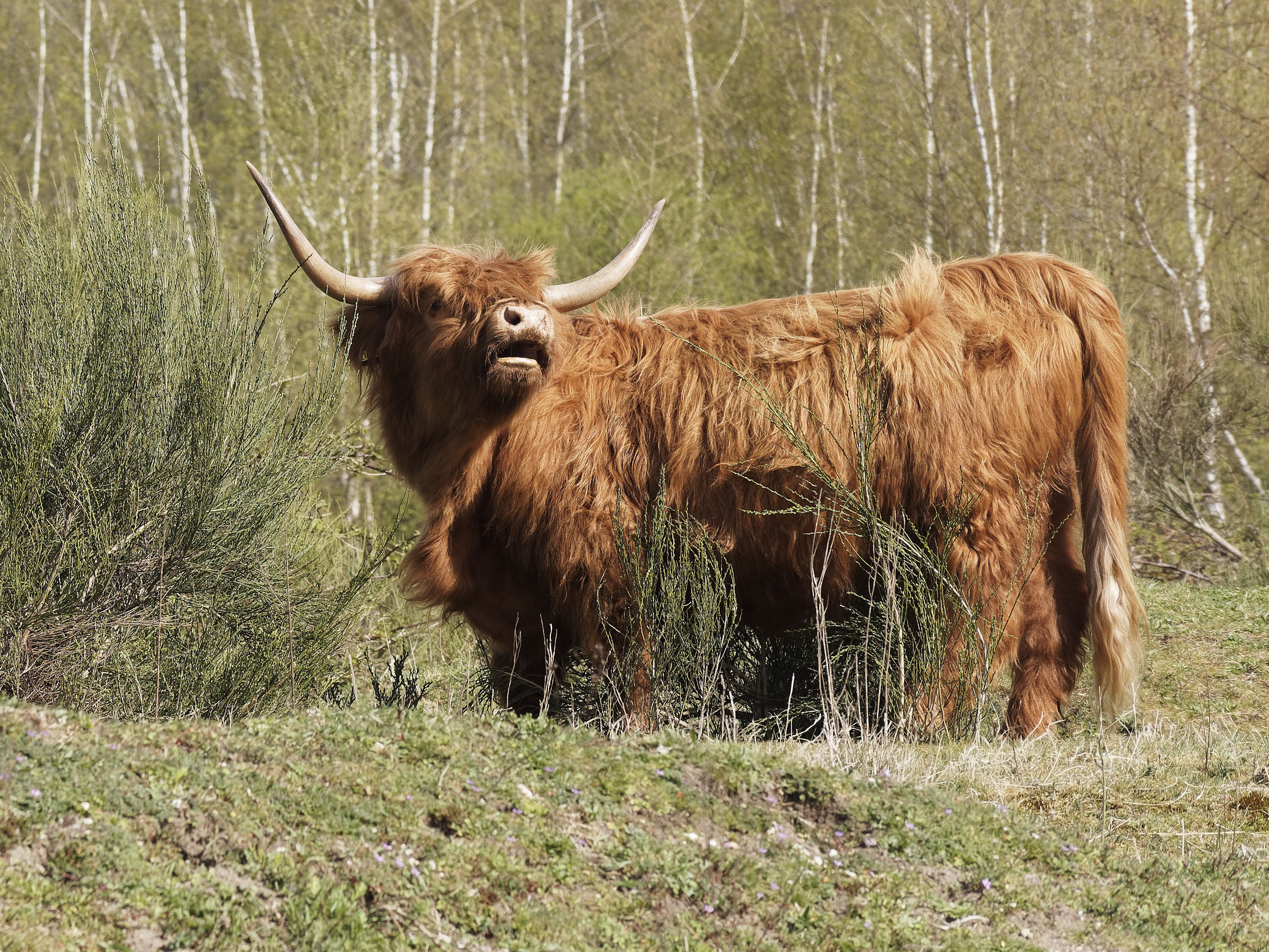 KNNV Nijmegen | De Kuilen, Langenboom