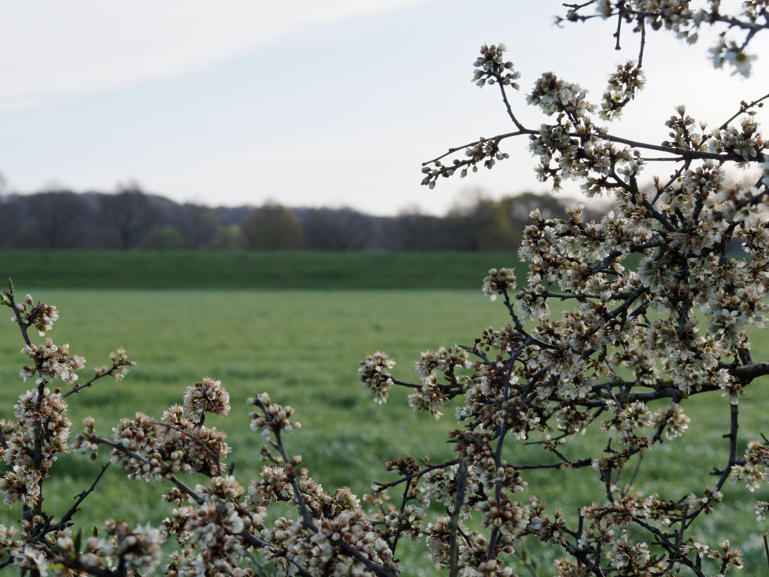 KNNV Nijmegen | Maasheggen, Middelsteegsche weiden